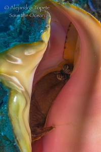 Pink Snail, Cozumel Mexico by Alejandro Topete 
